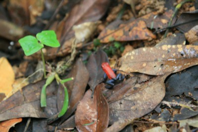 NICARAGUA, une des nombreuses bestioles à ne pas toucher